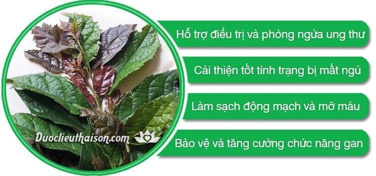 C&acirc;y xạ đen